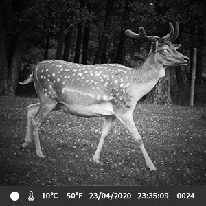 Suntek 4K WIFI Trail Camera  🦌📷🌙